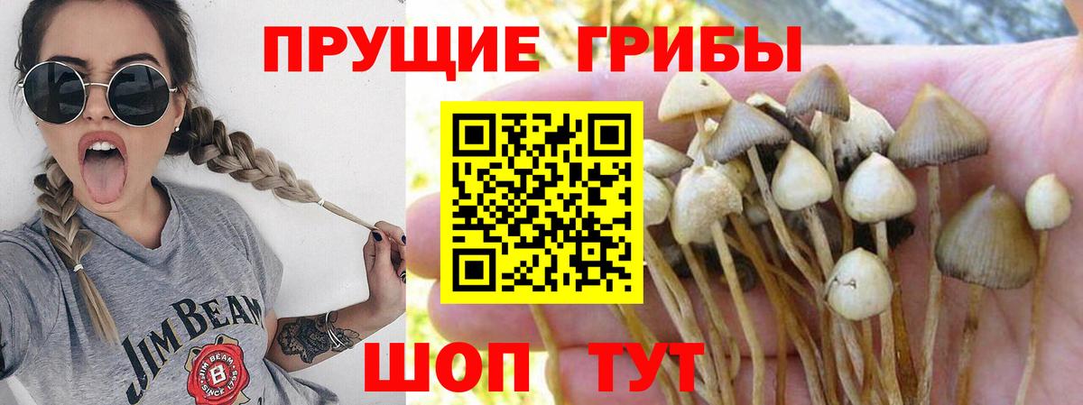 Псилоцибиновые грибы мицелий  Вход с VPN  Псилоцибиновые грибы Cubensis  Карпинск 
